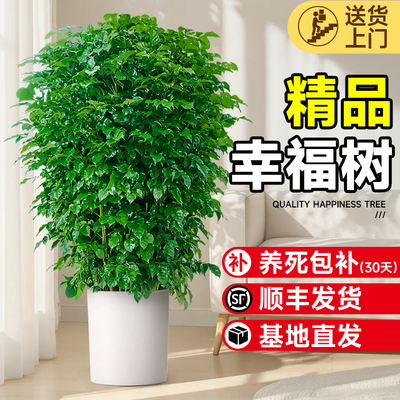 绿宝幸福树办公室内客厅大型落地绿植盆栽四季常青懒人好养植物