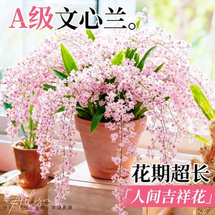 文心兰带花苞盆栽花剑客厅室内新年宵花卉绿植文心兰四季好养兰花