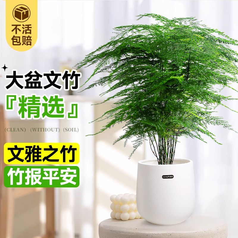 С񡿻ԭ-20cm ֲڰ칫ˮ16.9Ԫ