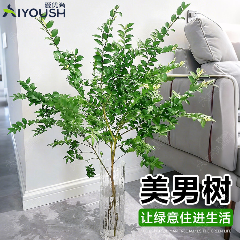 全网热卖！美男树超强森系氛围图片