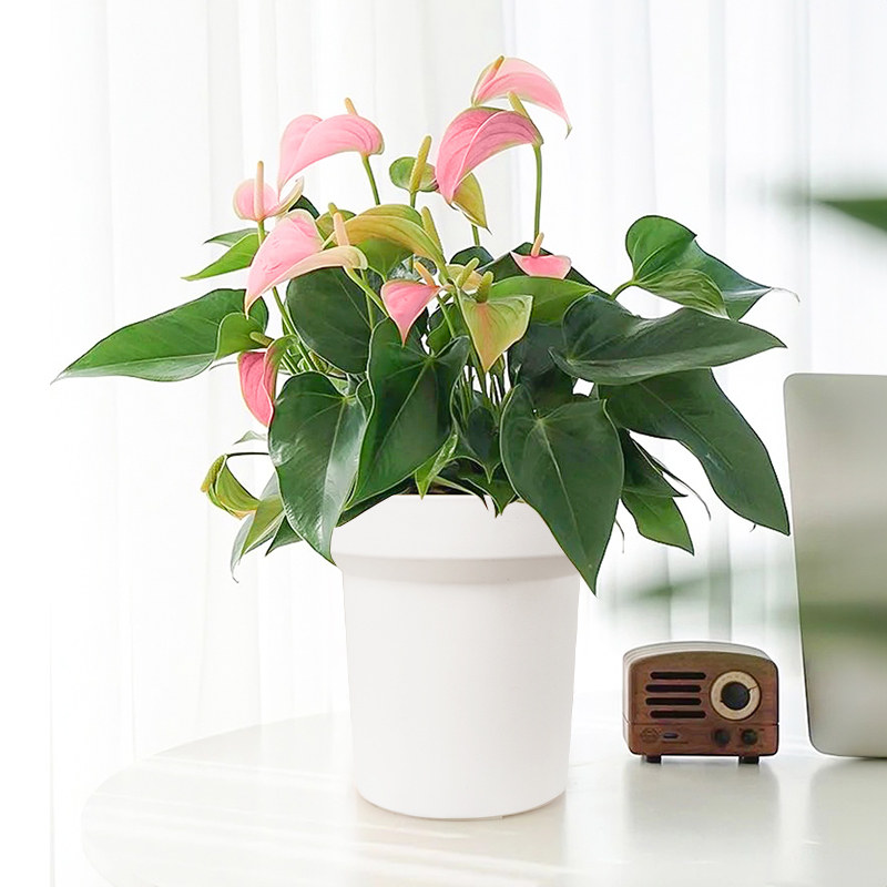 爱优尚粉掌盆栽室内花卉绿植清新空气四季开花客厅植物带花