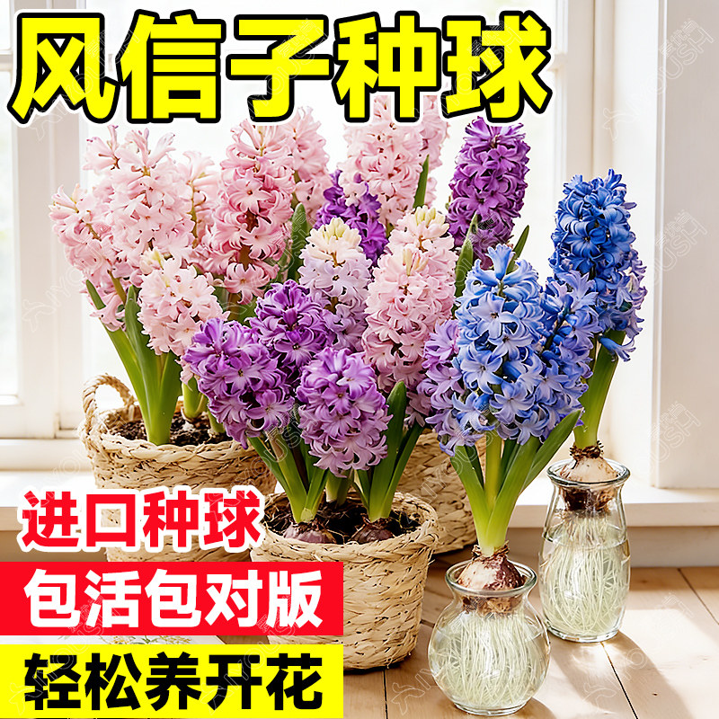 风信子特大种球进口花卉绿植盆栽四季水养花室内桌面植物洋水仙,鲜花速递/花卉仿真/绿植园艺,种球/裸根,淘宝优惠券,粉丝福利购,淘宝优惠卷