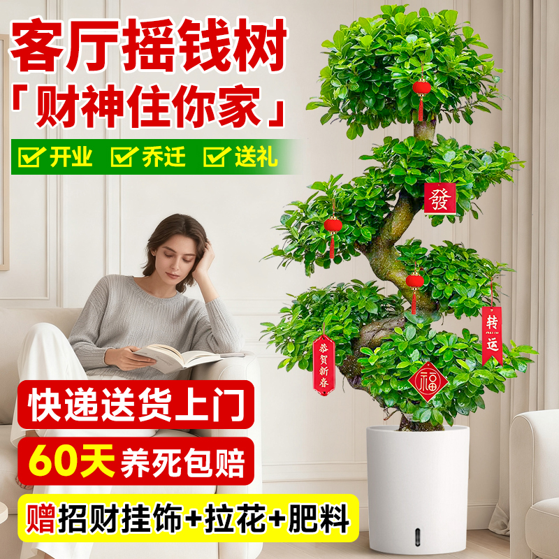 摇钱树客厅盆栽大绿植旺宅招财