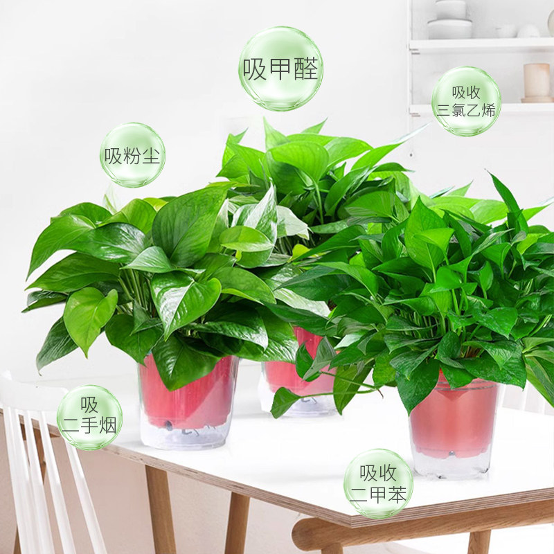 绿萝盆栽办公室内外桌面水培绿植净化空气新房家用吸除甲醛小植物
