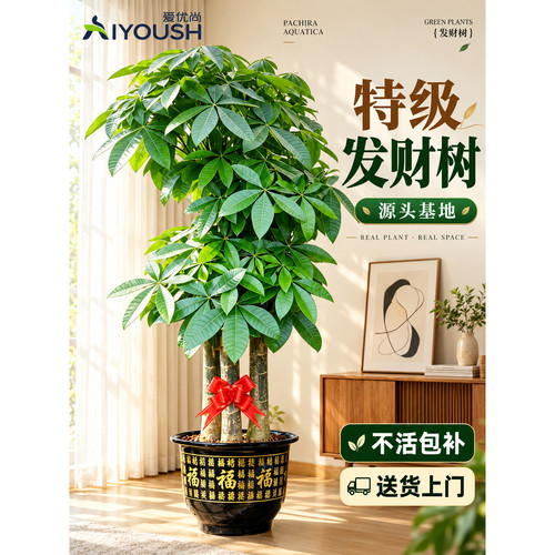 “真发财”树乔迁开业最合适绿植