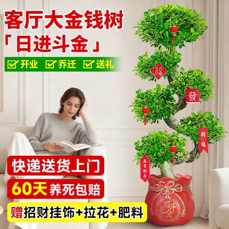 发财树客厅大盆栽金钱树旺宅招财