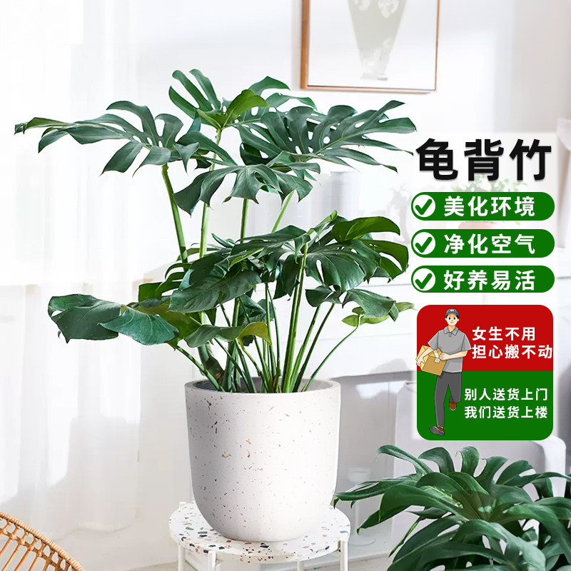 爱优尚龟背竹大盆栽室内落地植物客厅大颗热带植物北欧风ins绿植_虎窝淘
