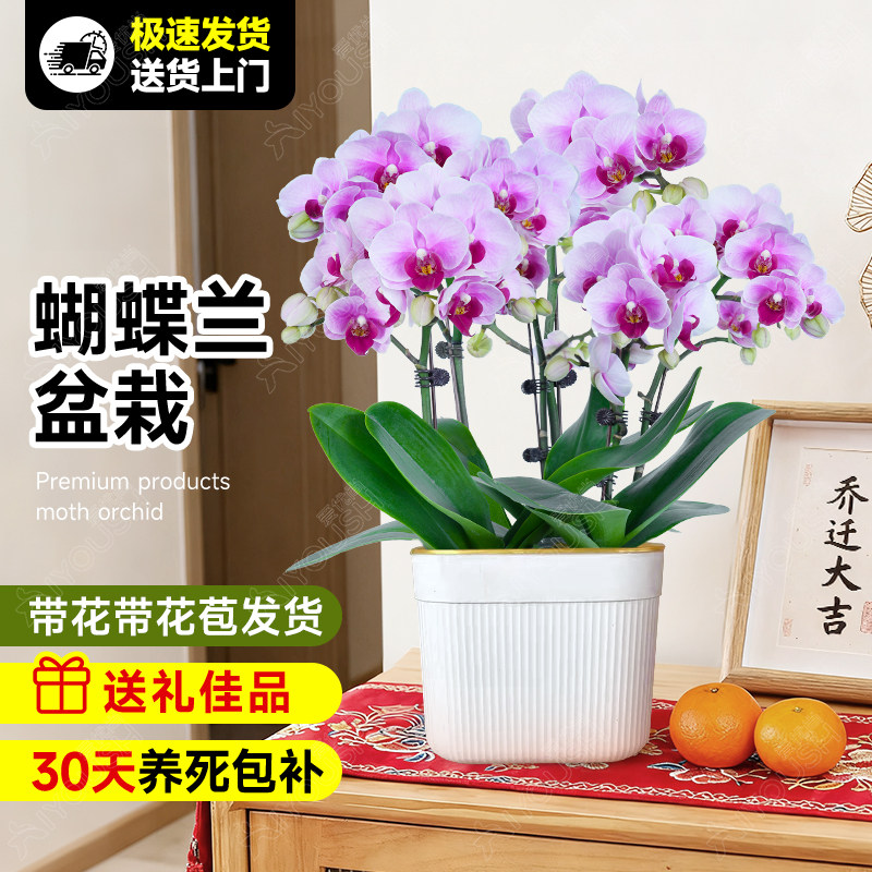 小蝴蝶兰盆栽带花苗花剑兰花大苗客厅室内四季开植物花卉鲜花好养,鲜花速递/花卉仿真/绿植园艺,时令草本花卉,淘宝优惠券,粉丝福利购,淘宝优惠卷