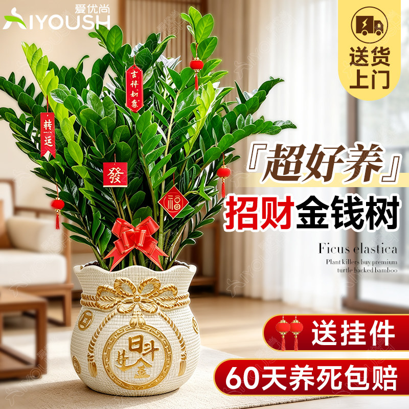 金钱树盆栽，客厅公司旺宅招财图片