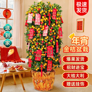 四季金桔树苗盆栽带果可食用客厅招财植物室内外小橘子盆景年宵花
