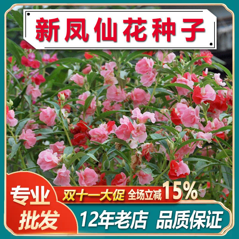 凤仙花种子重瓣茶花学生实验混色防蛇花草指甲花种籽阳台盆栽室内
