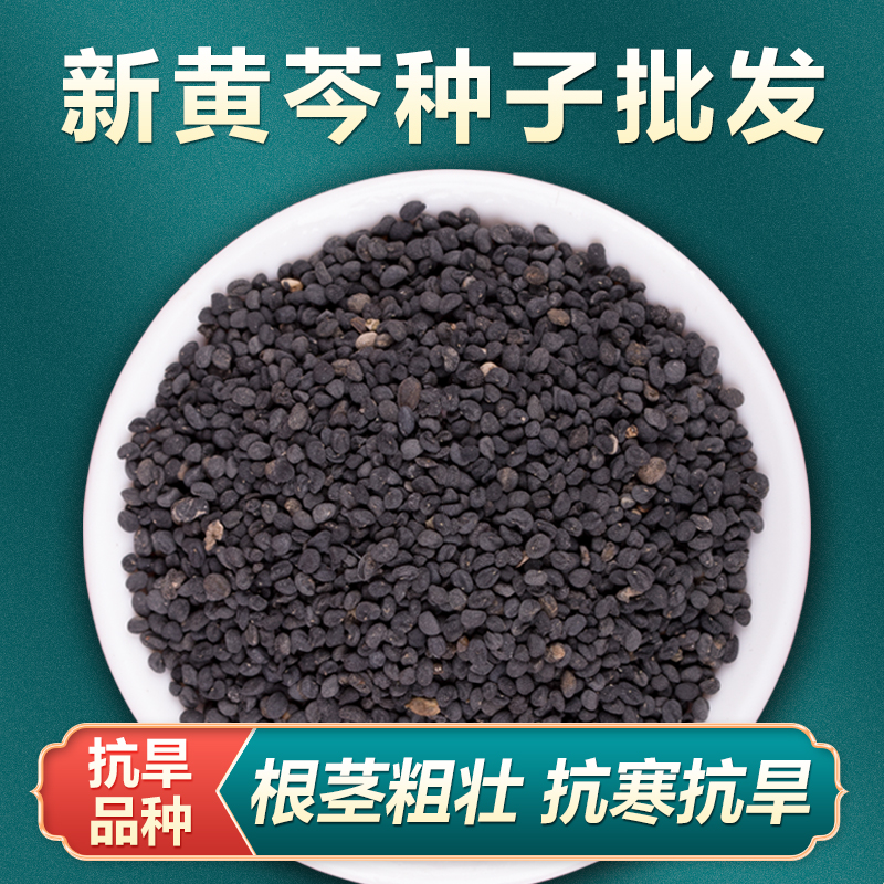 新黄芩种子500g抗旱能力强野生中药材黄芩种籽春四季种植苗送技术