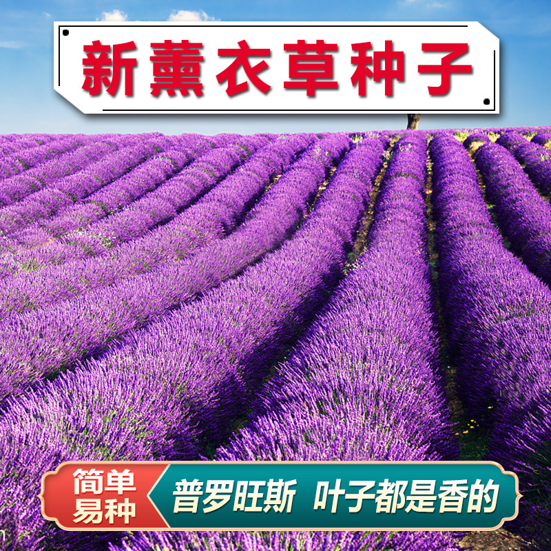 薰衣草种子驱蚊阳台庭院盆栽花苗花籽多年生易种活草花孑普罗旺斯图片