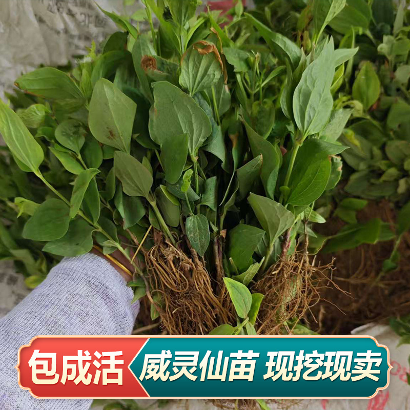 威灵仙苗东北铁线莲山辣椒秧多年生地产中药材苗山野菜苗包活