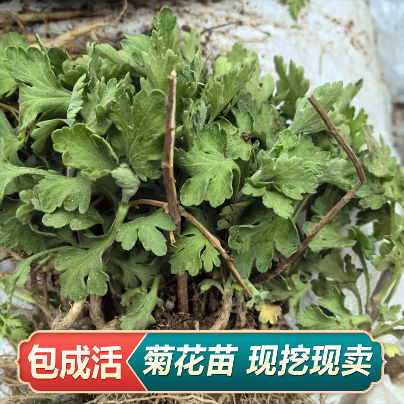 可食用菊花苗祁菊花道地中药材苗产地直销另有紫苑苗知母苗射干苗
