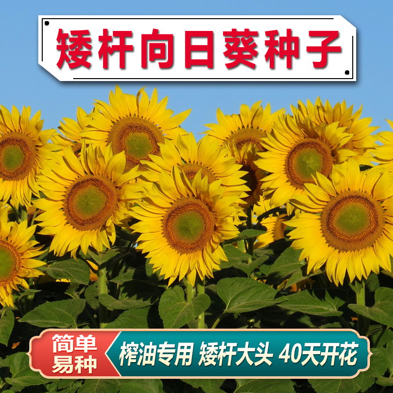 向日葵种子观赏食用切花种籽葵花籽油葵矮秆多头室内外盆栽孑