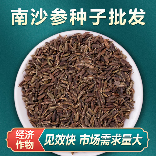 散装南沙参种子纯新产中药材种苗2025珊瑚菜北沙参种籽冬季秋季