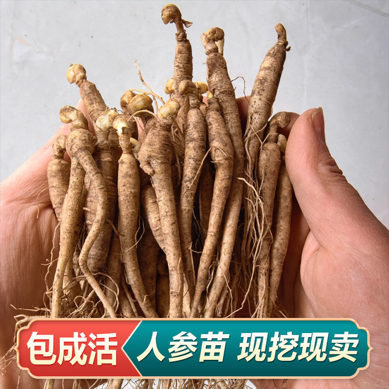 人参活苗现挖中药材人参种植苗煲汤泡酒食用黄芪苗党参苗桔梗苗图片