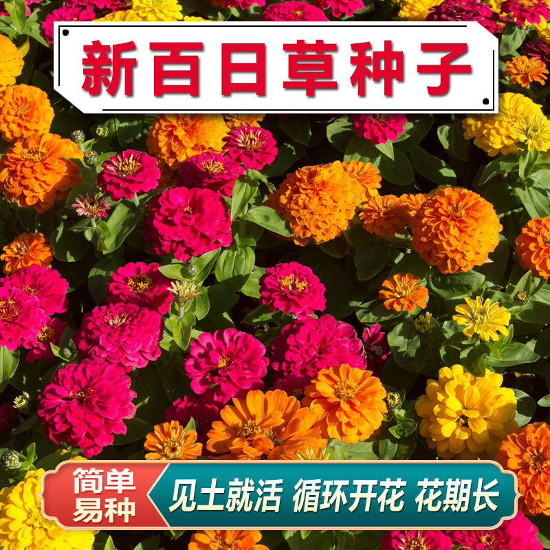 百日草花种子四季开花花籽庭院室外阳台盆栽重瓣百日菊花种籽子