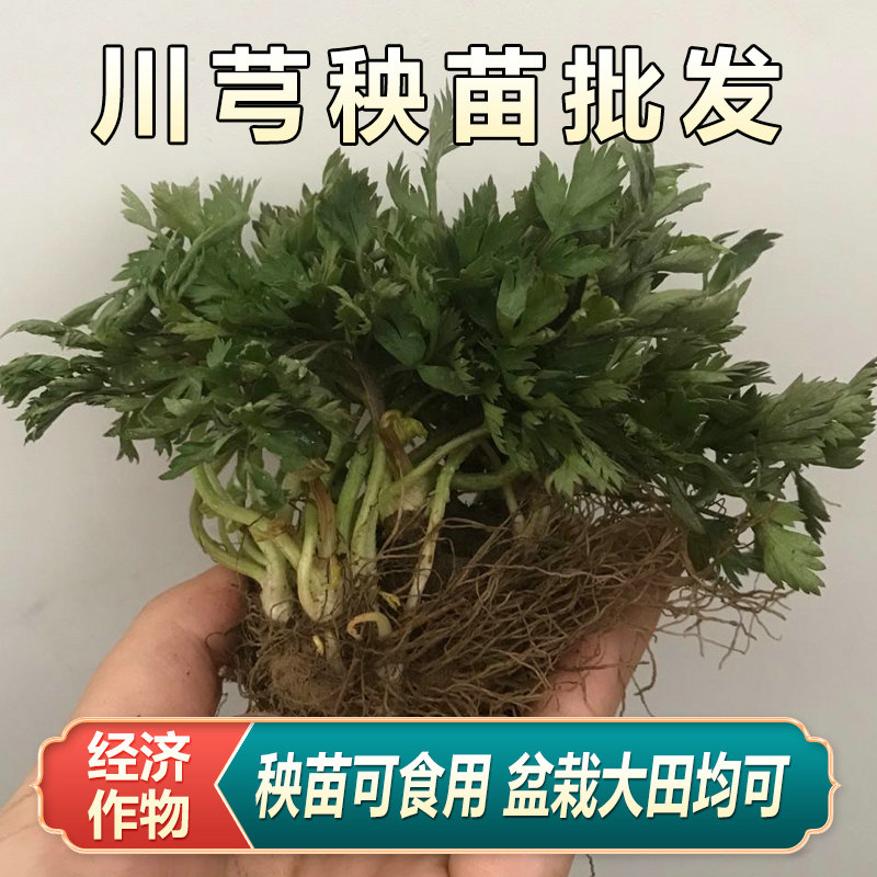 【限时优惠】新鲜川芎苗种植种子藁本苗药用川芎根块苓子盆栽蔬菜,鲜花速递/花卉仿真/绿植园艺,家庭园艺种子,淘宝优惠券,粉丝福利购,淘宝优惠卷