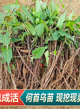 新鲜何首乌根茎苗现挖中草药何首乌赤首乌种植根茎苗基地直发