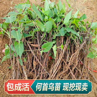 新鲜何首乌根茎苗现挖中草药何首乌赤首乌种植根茎苗基地直发
