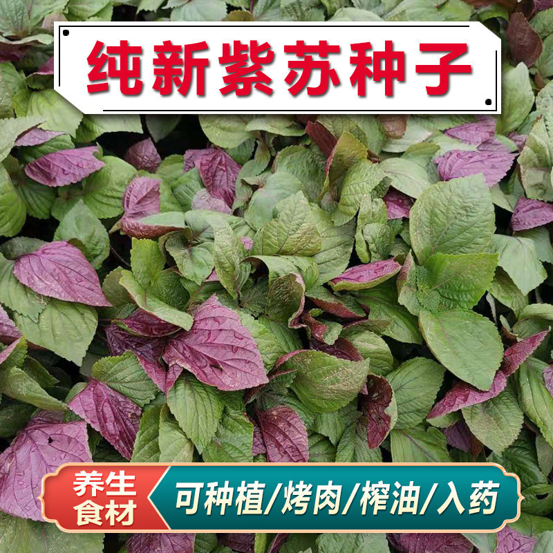 小紫苏粒 生绿苏紫苏种子苏子籽苏麻子 榨油料烧烤料月饼馅料500g