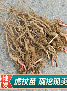 虎杖苗多年生草本植物现挖中药虎杖苗易种易活盆栽花斑竹