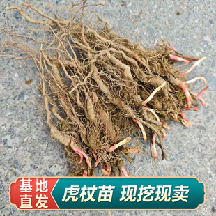 虎杖苗多年生草本植物现挖中药虎杖苗易种易活盆栽花斑竹
