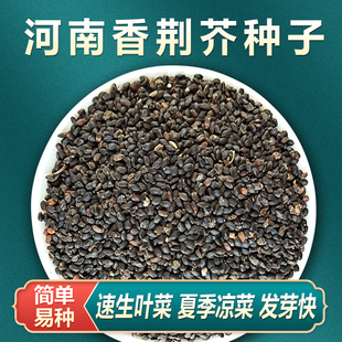 河南大叶荆芥种籽荆芥种子香荆芥菜种籽盆栽阳台家庭菜园蔬菜苗