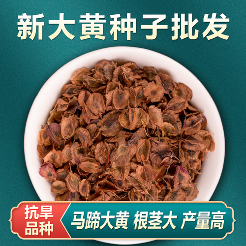 中药材大黄种子野生正品马蹄大黄种籽春四季种植苗阳台盆栽药材种