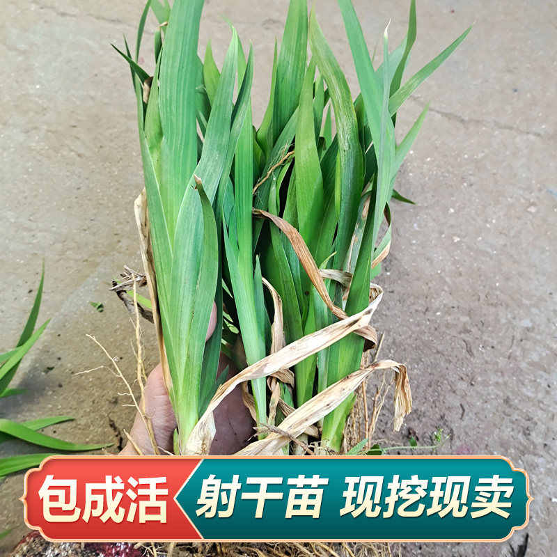 射干鸢尾花苗庭院景观宿根花卉四季易活易种花苗鸢尾花耐寒耐旱苗