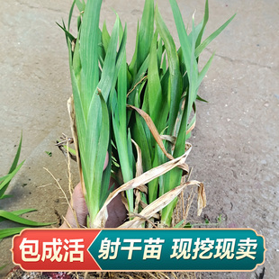 射干鸢尾花苗庭院景观宿根花卉四季易活易种花苗鸢尾花耐寒耐旱苗