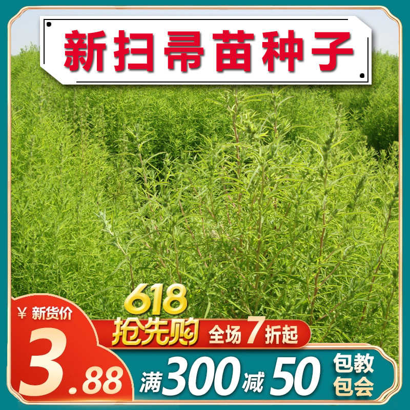 扫帚菜种子扫帚苗种籽盆菜观赏食用蔬菜孑地肤子籽地麦孔雀松野菜