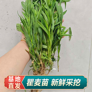 现挖现发瞿麦苗中草药瞿麦巨麦竹节草植物花园公园绿植耐寒耐旱