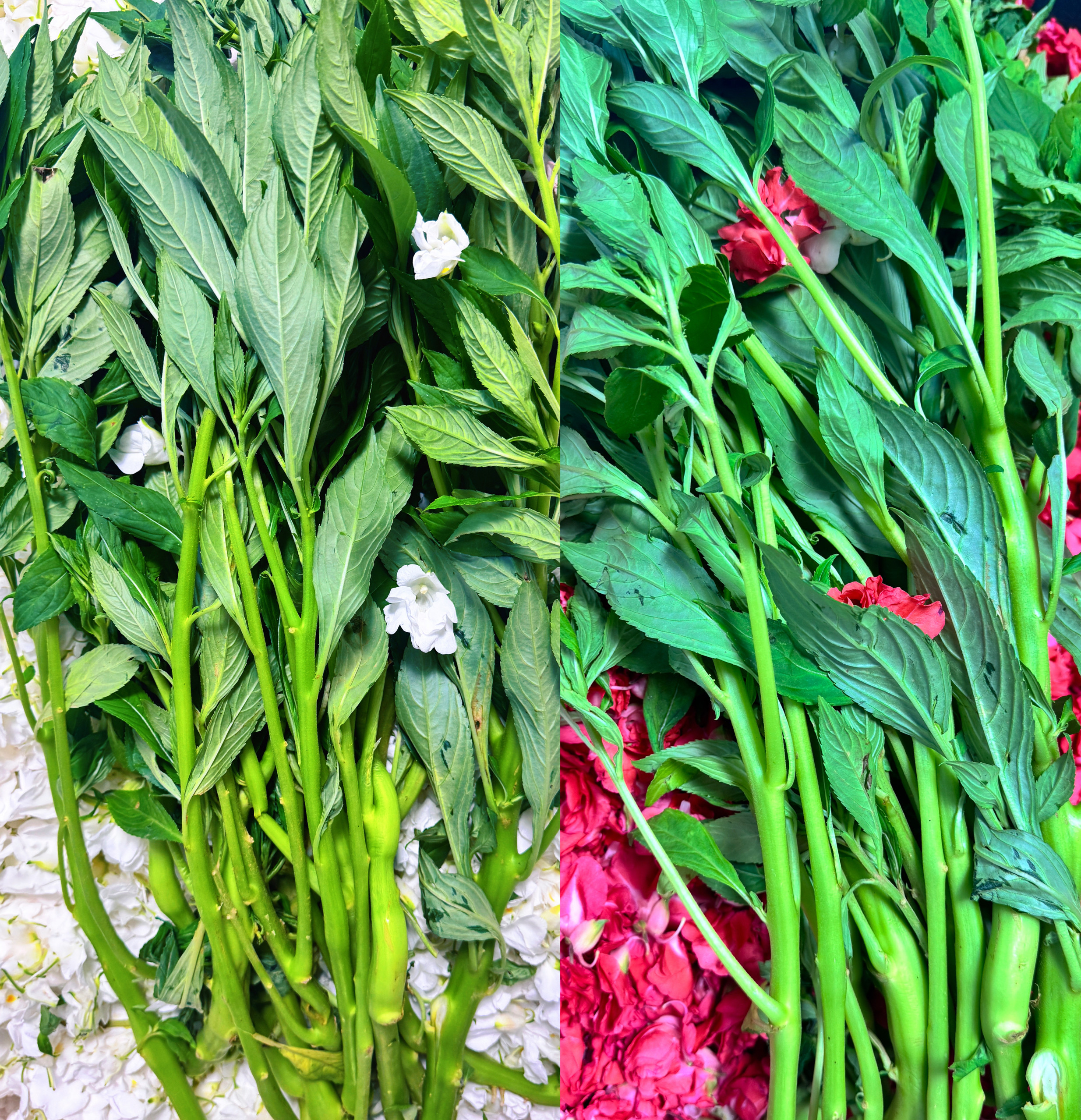 全株新鲜白色凤仙花全草整颗棵带根茎叶指甲花种子透骨草凤仙草苗