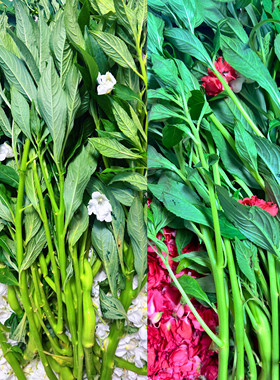 全株新鲜白色凤仙花全草整颗棵带根茎叶指甲花种子透骨草凤仙草苗