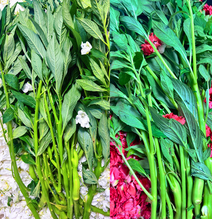 全株新鲜白色凤仙花全草整颗棵带根茎叶指甲花种子透骨草凤仙草苗