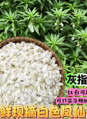 白色凤仙花花瓣新鲜治疗红灰指甲草染人指甲小桃红女儿花泡脚泡酒