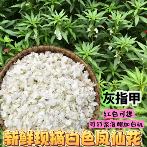 白色凤仙花花瓣新鲜治疗红灰指甲草染人指甲小桃红女儿花泡脚泡酒