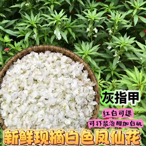 白色凤仙花花瓣新鲜治疗红灰指甲草染人指甲小桃红女儿花泡脚泡酒