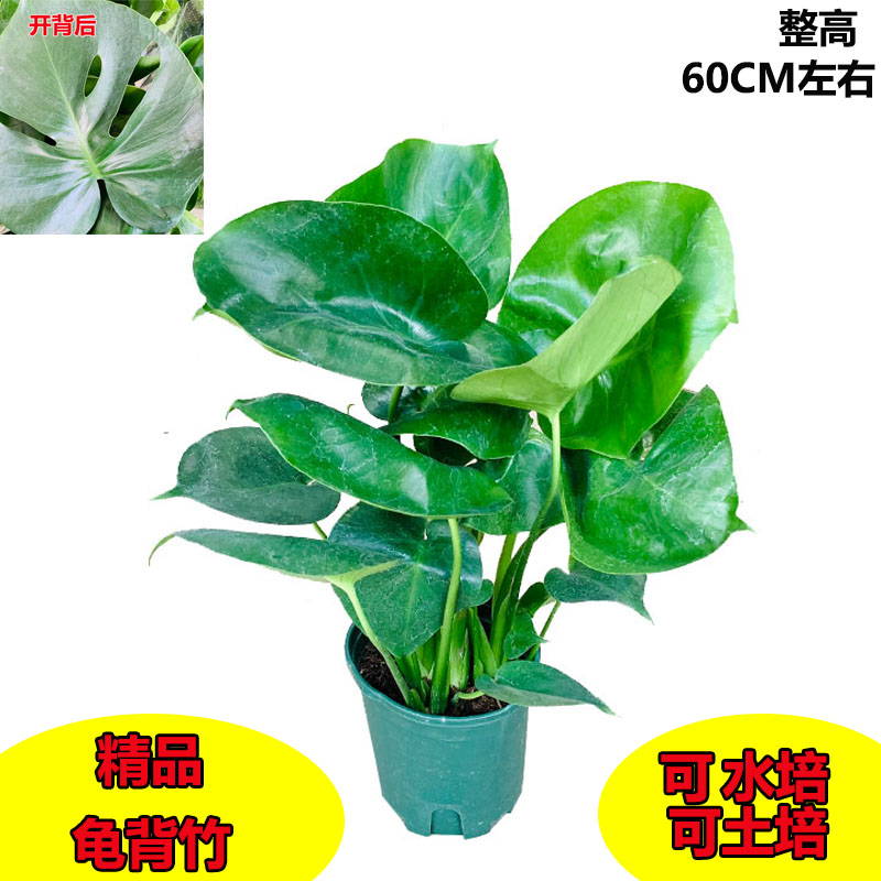 龟背竹盆栽室内客厅植物水培图片