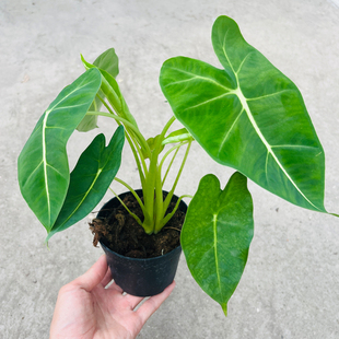 绿天鹅绒海芋盆栽室内桌面小盆栽蔓绒植物黑天鹅小仙女绿植吸甲醛