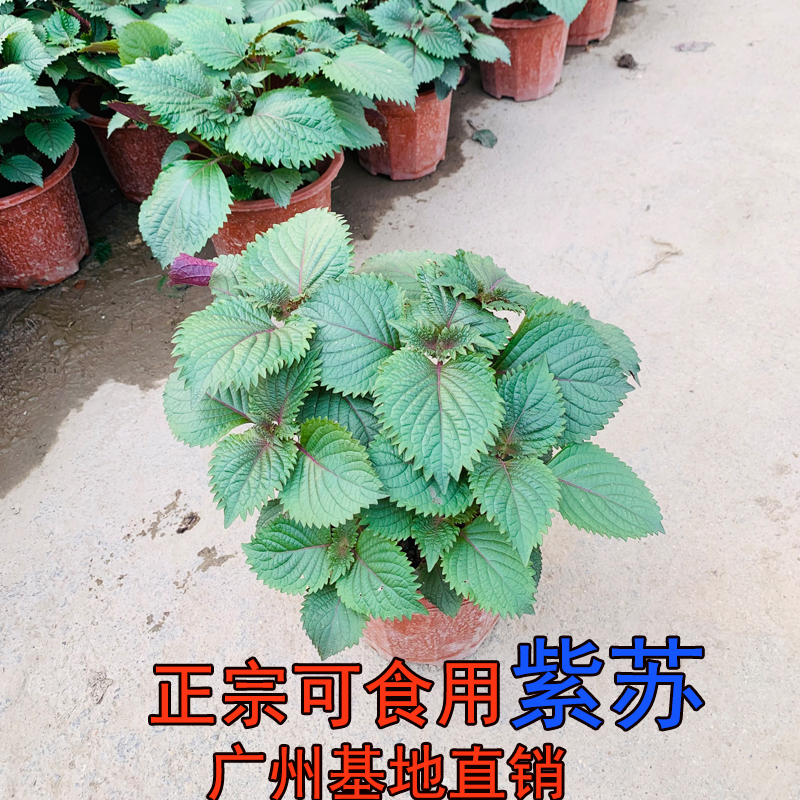 紫苏阳台庭院驱蚊可食用