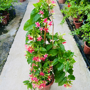 使君子爬藤植物重瓣老桩阳台庭院花卉四季开花攀爬绿植室外耐晒