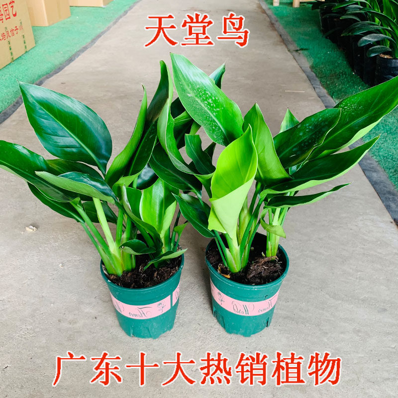 天堂鸟盆栽鹤望兰植物室内客厅四季好养北欧风观叶植物吸甲醛植物