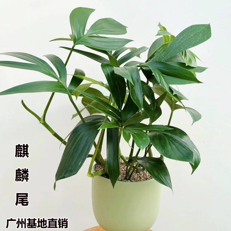 麒麟尾盆栽植物室内外好养净化空气麒麟叶观叶爬藤绿植麒麟龟背竹