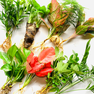 水培水养植物吉利红绿萝观音竹四季 常青文竹发财树室内绿植除甲醛