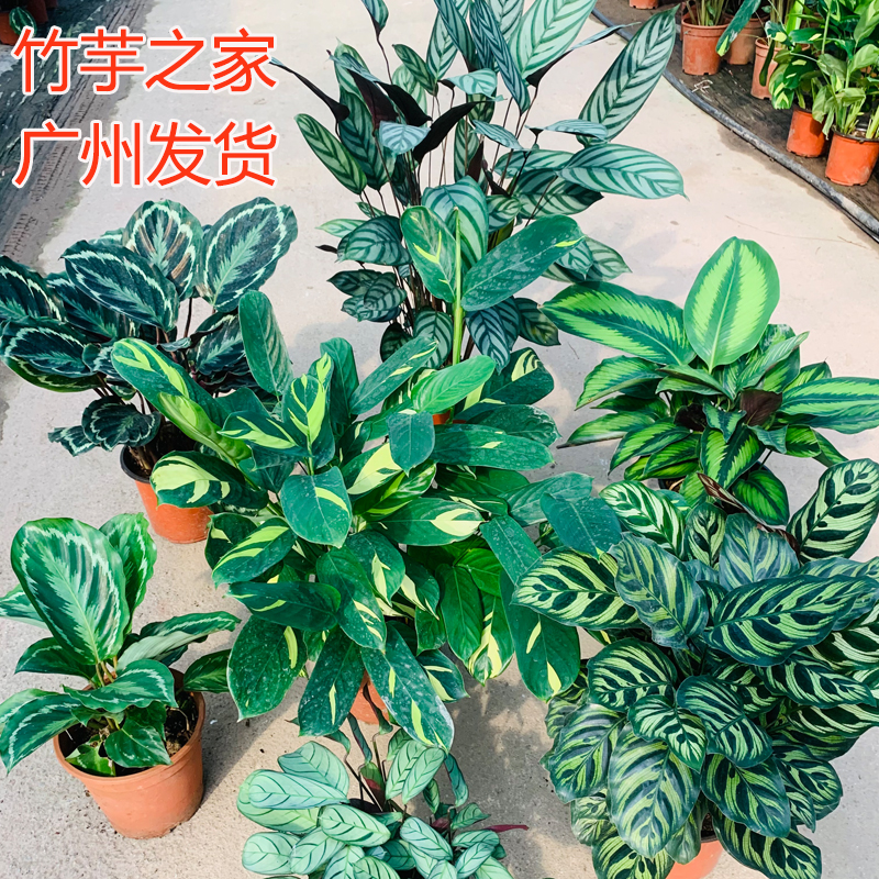 苹果竹芋室内净化空气除甲醛