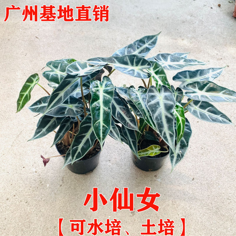 小仙女盆栽植物黑叶竹芋水培室内海芋植物非洲面具黑叶桌面小植物